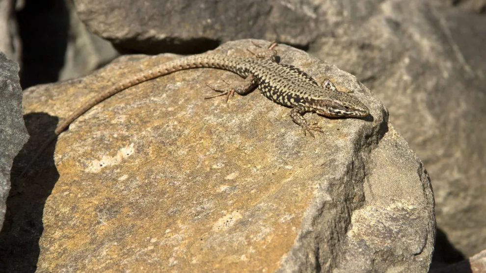 lezard-des-murailles.jpg