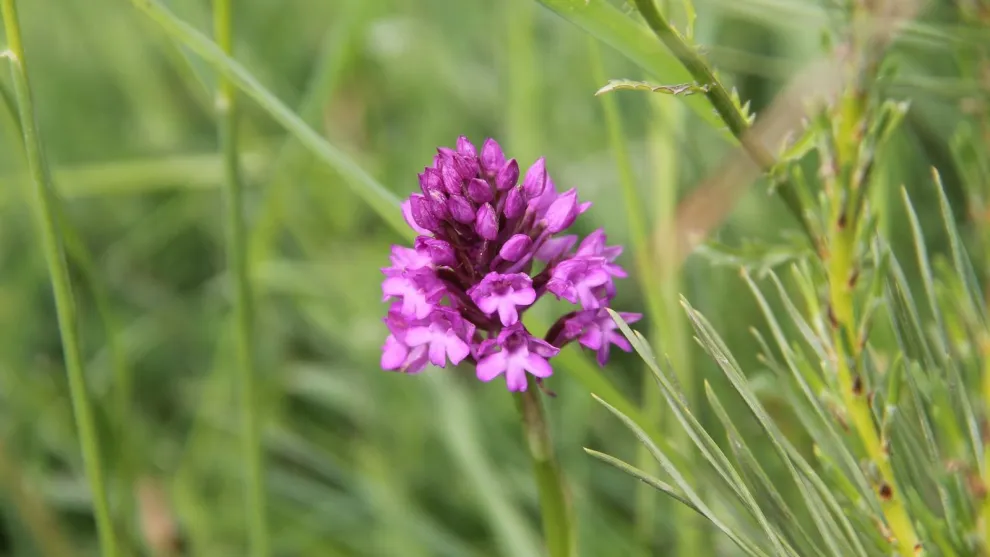 orchis-pyramidal.jpg
