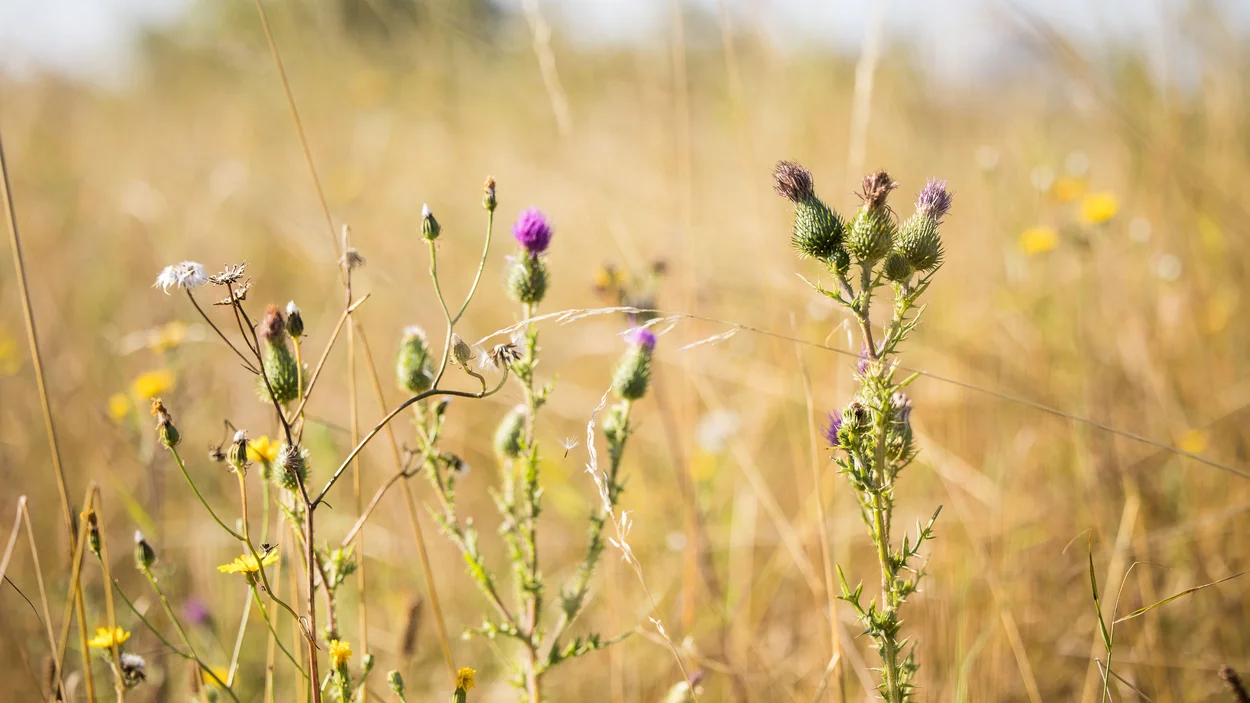 Life in quarries