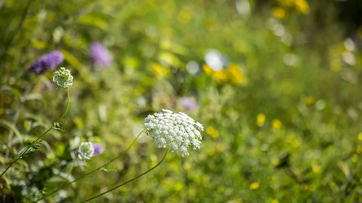 Flore Maison des sciences de la vie et de la terre